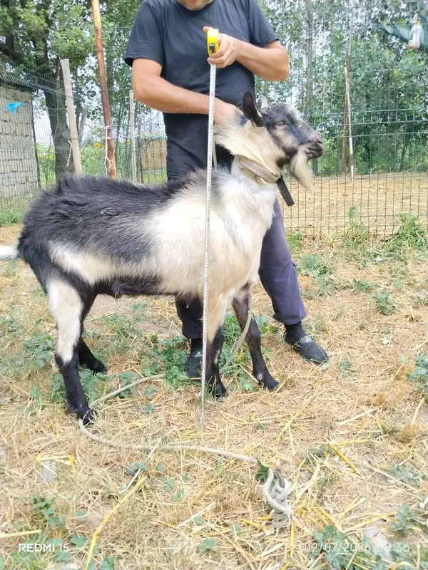 Zotli sutdor echki 3 Zotli sutdor echki 3