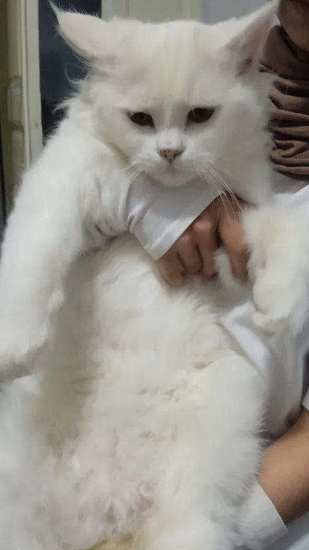 Кот 1 Кот 1