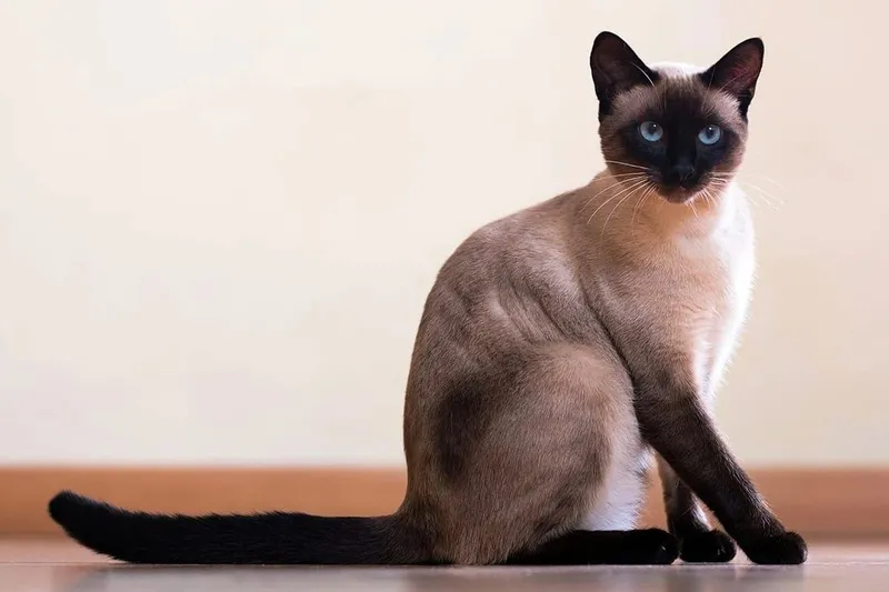 СРОЧНО! Сиамский кот девочка 9-10 мес. СРОЧНО! Сиамский кот девочка 9-10 мес.