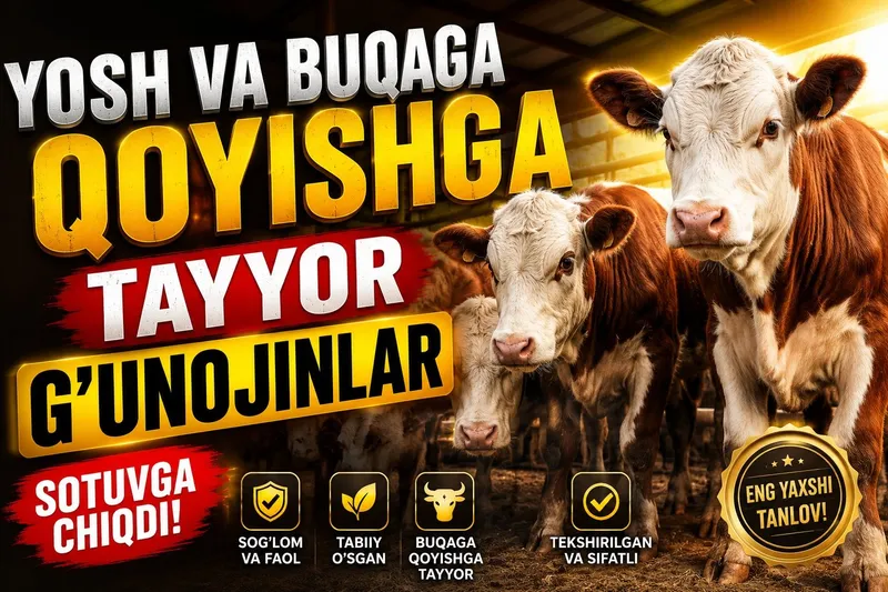 Yosh va buqaga qoyishga tayyor g'unojinlar sotiladi 4 Yosh va buqaga qoyishga tayyor g'unojinlar sotiladi 4