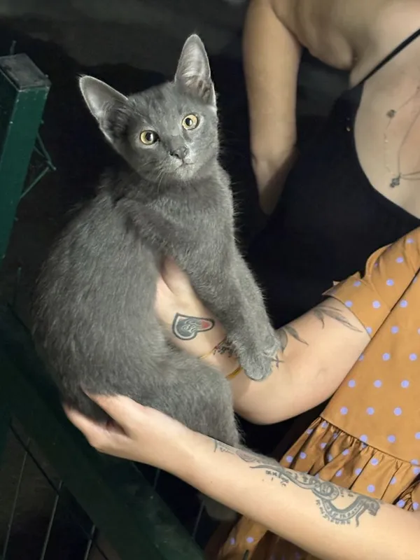 Отдаю в добрые руки котенка 3