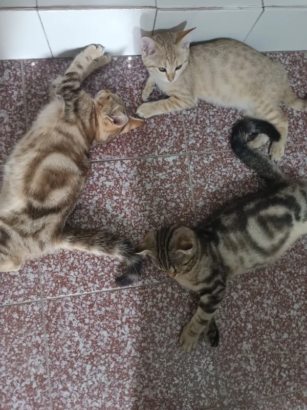 Отдам котят с мамой — фото 3