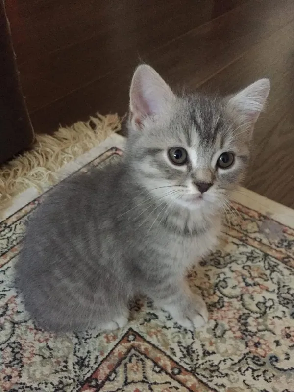 Scottish fold & straight cat. 2 oylik 4