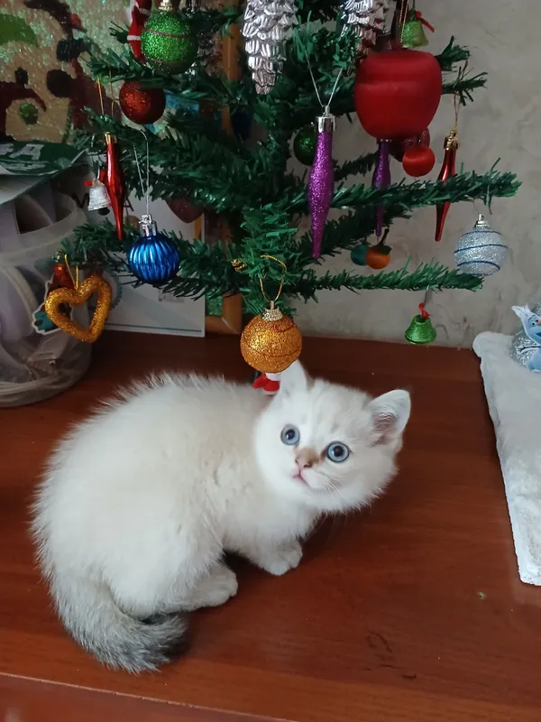 прдаю шиншил котят — фото 2