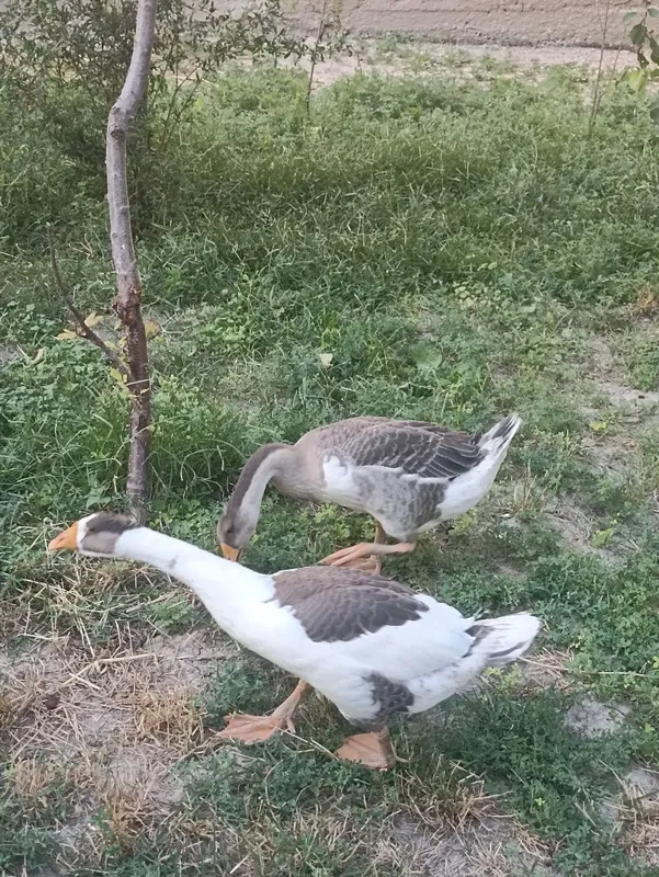 Ğoz sotiladi bitasi tovuq bitasi huroz 1 jup 2 Ğoz sotiladi bitasi tovuq bitasi huroz 1 jup 2