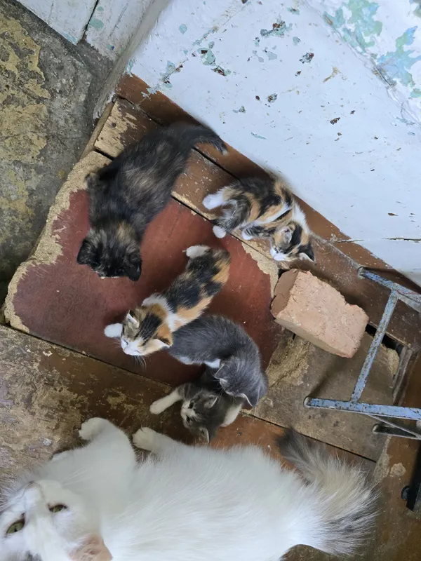Отдам котят домашних — фото 1