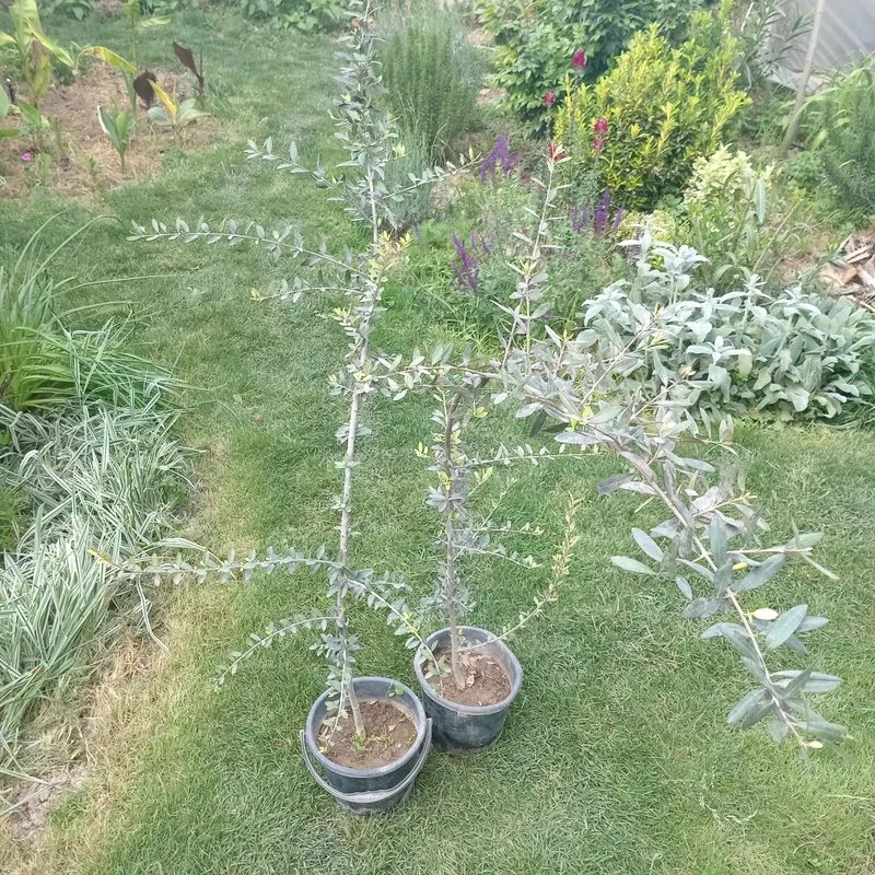 Олива европейская / Зайтун / Zaytun (Olea europaea) — 150 см — фото 2