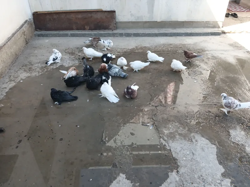 Голубь 1 Голубь 1