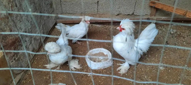 Yaponla 1+2 sotiladi 2 Yaponla 1+2 sotiladi 2