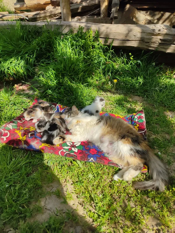 котята в добрые руки — фото 2