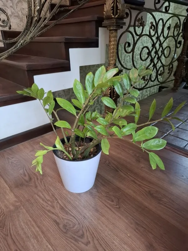 Замиокулькасы. Продаётся