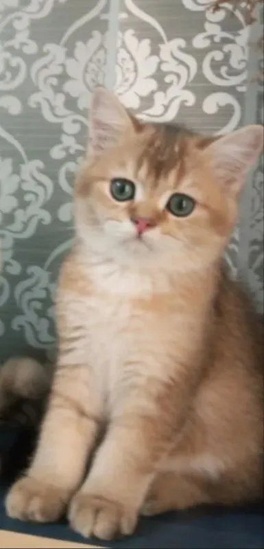 Котенок чистакровный золотая шиншила малчик 1 Котенок чистакровный золотая шиншила малчик 1