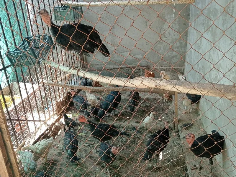 Kurkalar 9ta 8ta bolasi 3 oylik 2 Kurkalar 9ta 8ta bolasi 3 oylik 2