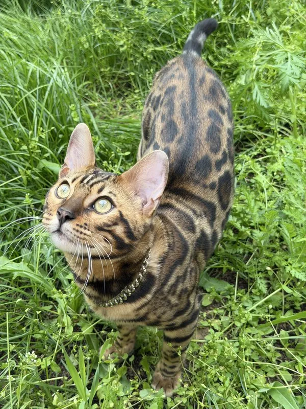 Элитный бенгальский кот приглашает на вязку — фото 1