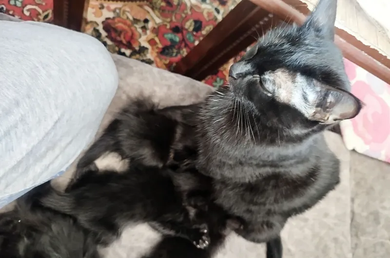 Чёрная кошка, приученная к лотку 5 Чёрная кошка, приученная к лотку 5