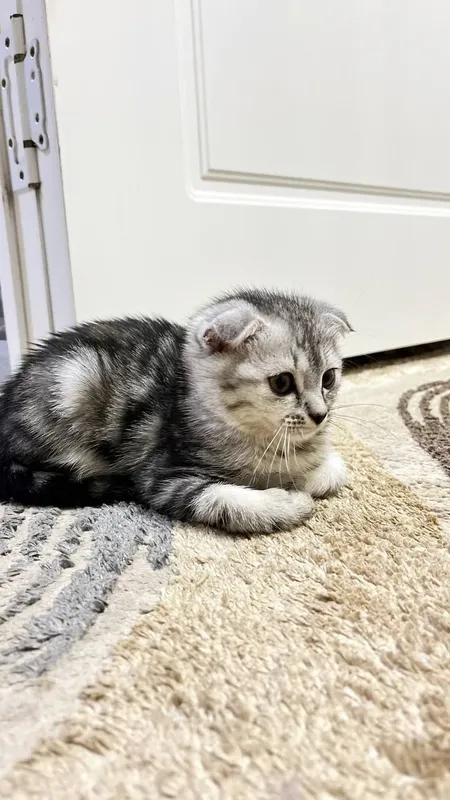 Скотиш фолд 3