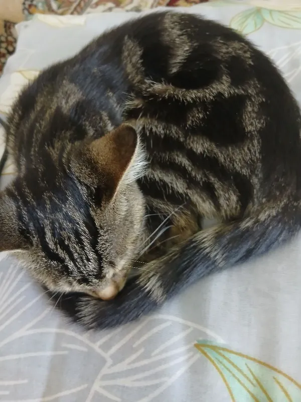 Bengal mushuk zotdor. Aqlli, uyinqaroq.