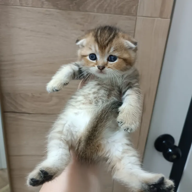 Scottish Fold mushukchasi sotiladi, o‘g‘il bola 2