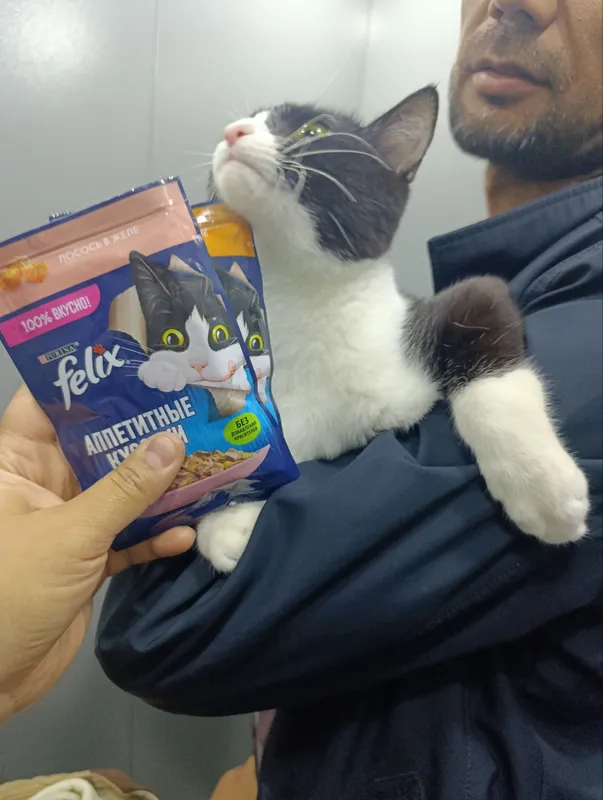 Продаётся кошка Felix 5 Продаётся кошка Felix 5