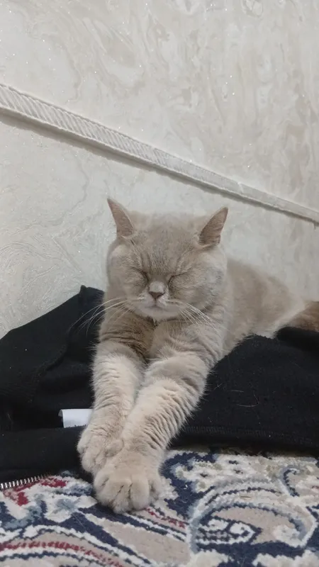 кошка породистая продаю 1