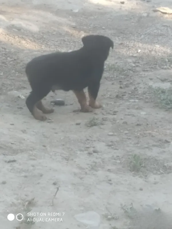 Zotdor rotveyler kuchukchasi 6 Zotdor rotveyler kuchukchasi 6