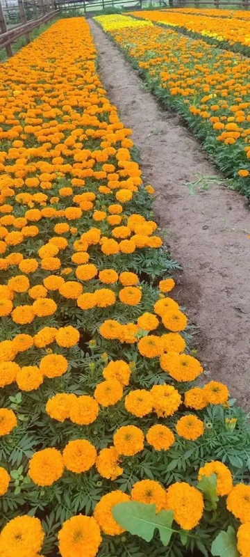 Salviya . Kolus . Tayges . Gullari sifatli orginal urug’dan . — фото 2