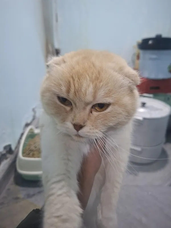 Scottish Fold mushuk sotiladi 1 Scottish Fold mushuk sotiladi 1