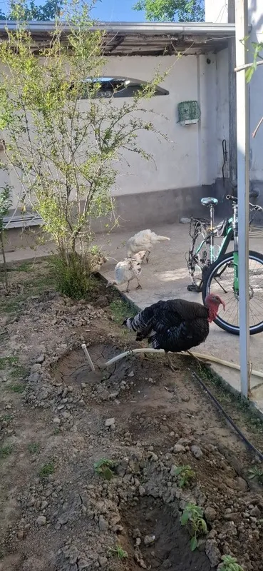 Kurkalar 3 ta makion 1 xuroz