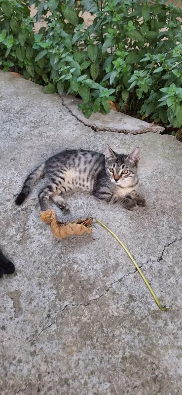 Отдадим котёнка в добрые руки. Мальчик 3 мес. 3 Отдадим котёнка в добрые руки. Мальчик 3 мес. 3