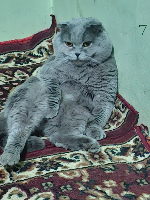 Mushuk 2 Mushuk 2