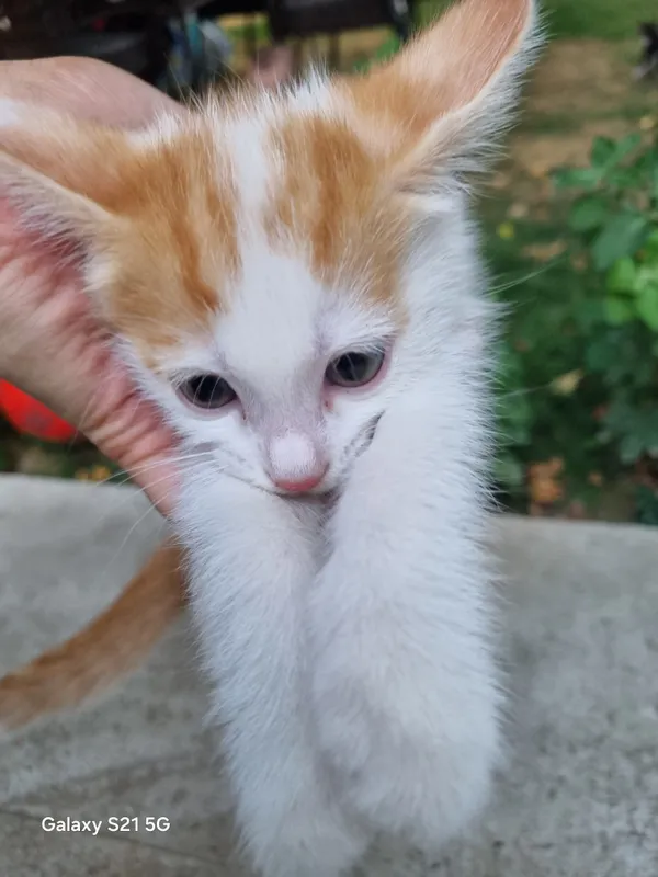 Котята 1 Котята 1