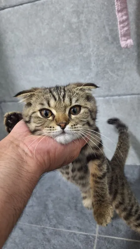 Мушукча сотилади скоттиш фолд — фото 1