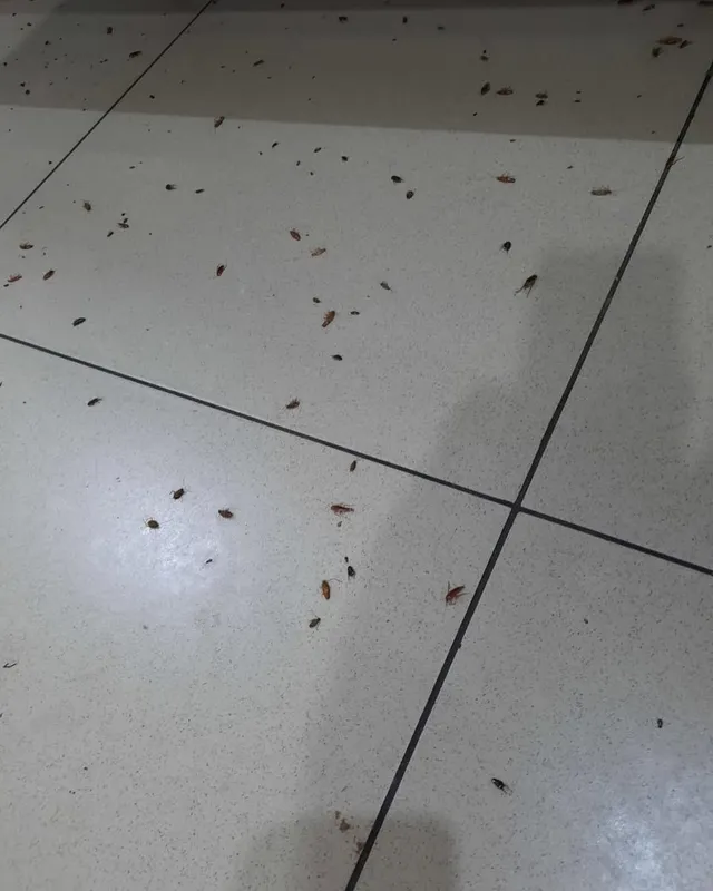 Tez yordam — Klop, Tarakan, Bedbug Dezinfeksiya Navoiy — фото 1
