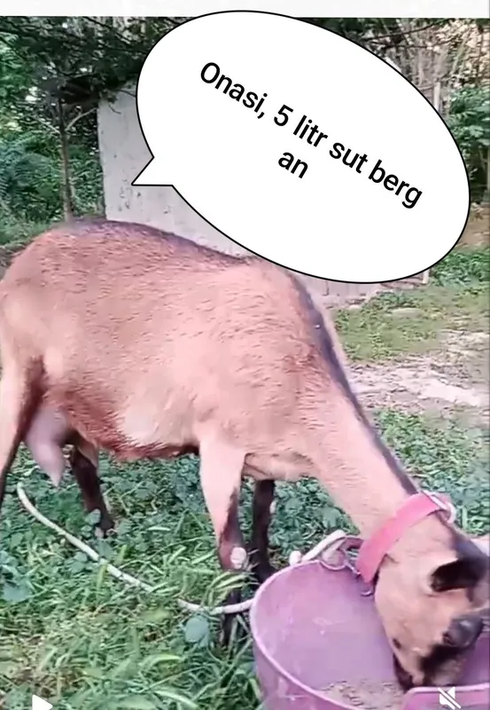 Zotli sutdor echki 1 Zotli sutdor echki 1