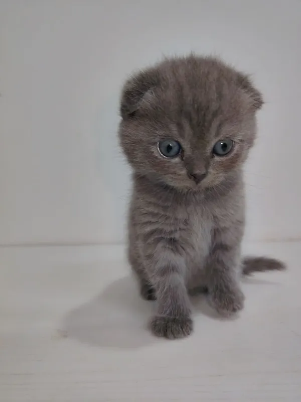 Продаются котята — фото 3