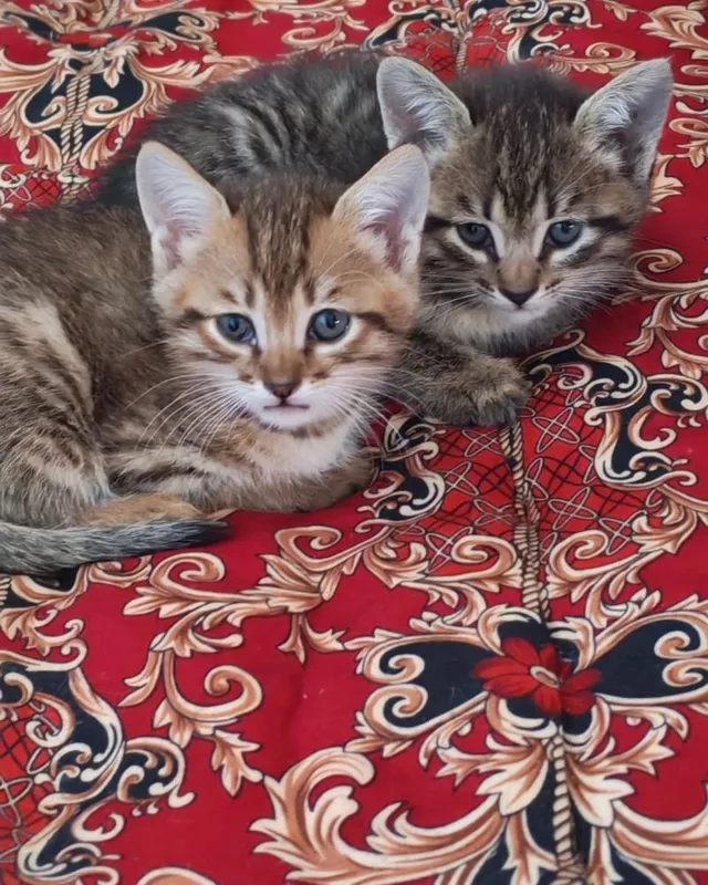 Котенки, милые котенки, отдадим бесплатно в хорошие руки — фото 1