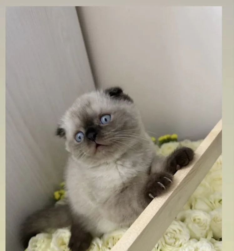 Скоттиш фолд мушук вязка учун текинга — фото 1