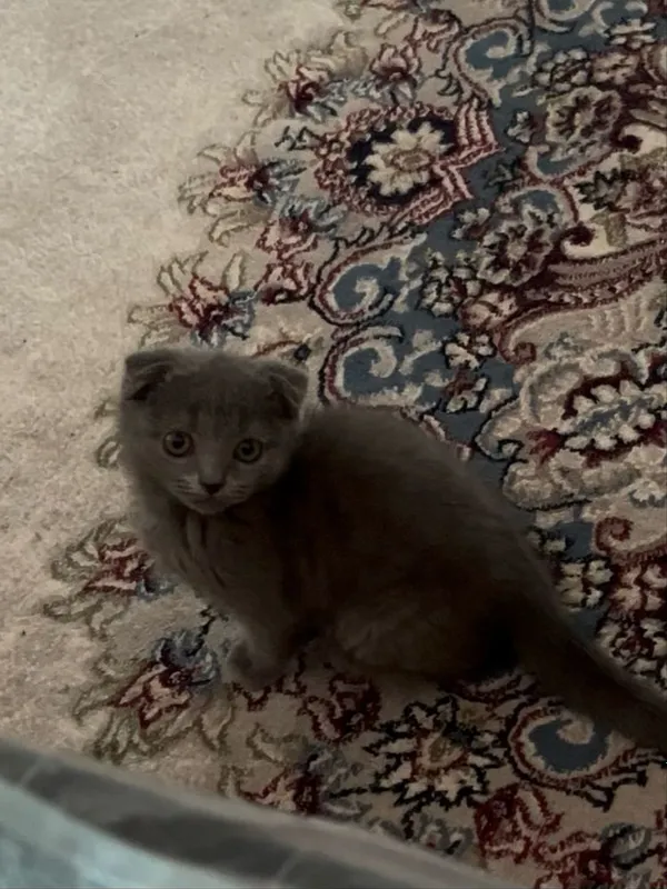Соф қонли Scottish Fold мушукча сотилади 2 Соф қонли Scottish Fold мушукча сотилади 2