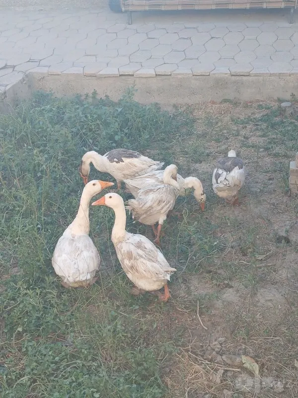 Ґоз ва брама товуклар 4 Ґоз ва брама товуклар 4