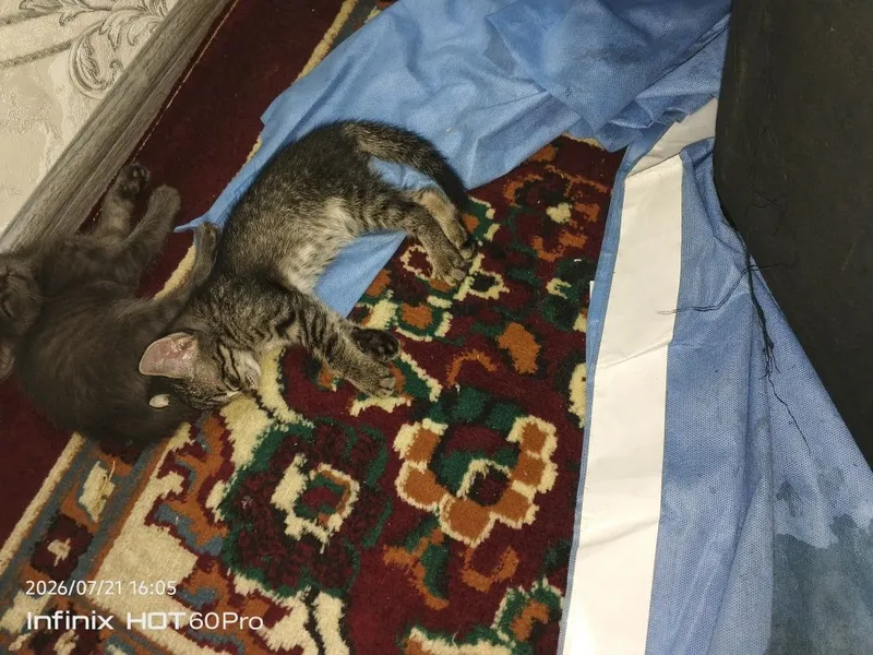 Mushuklar sovgʻaga beramiz 4