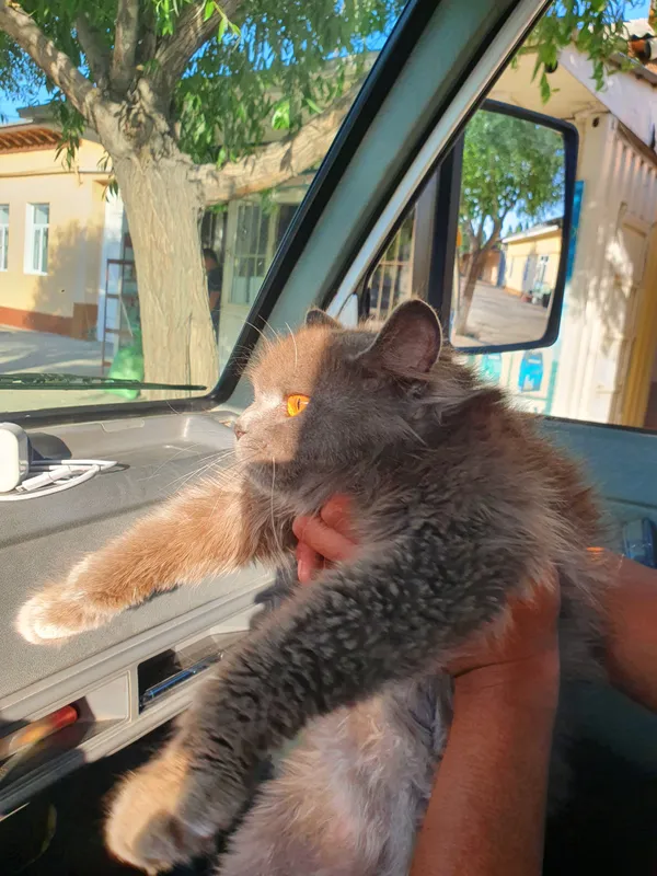Если есть желающие купить кота, 200$ ... 2 Если есть желающие купить кота, 200$ ... 2