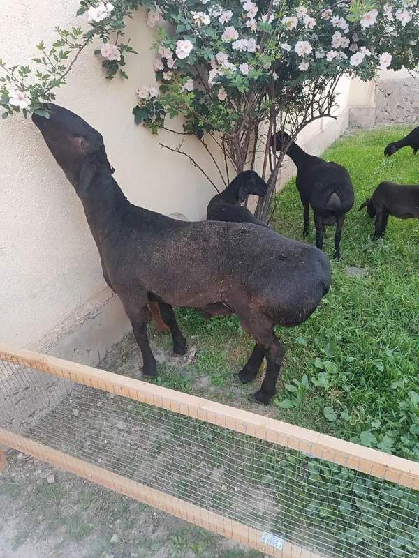 Zotdor qochqor sotiladi gissar