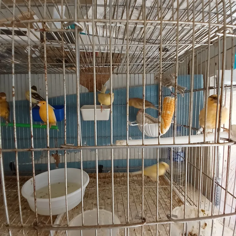 Kanareyka Modda sotiladi. 8 Kanareyka Modda sotiladi. 8