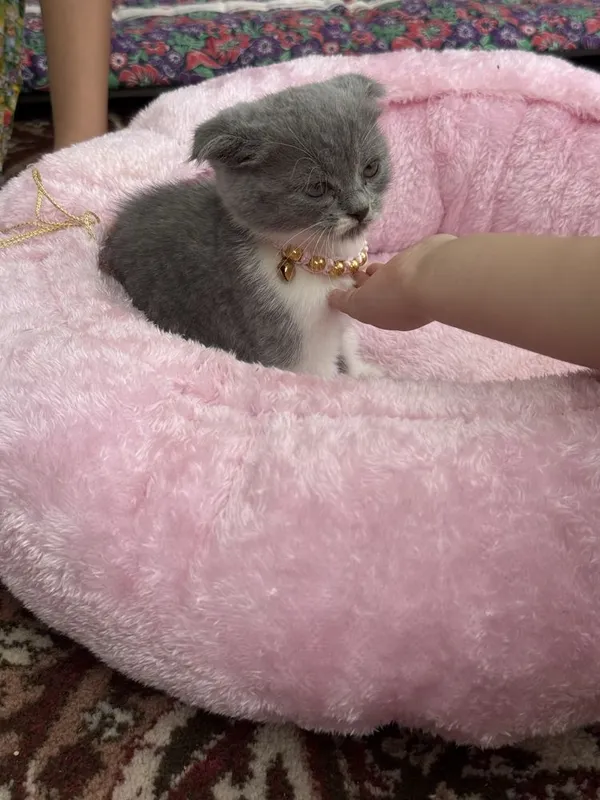 Продам котёнек Шотласдский 2 Продам котёнек Шотласдский 2
