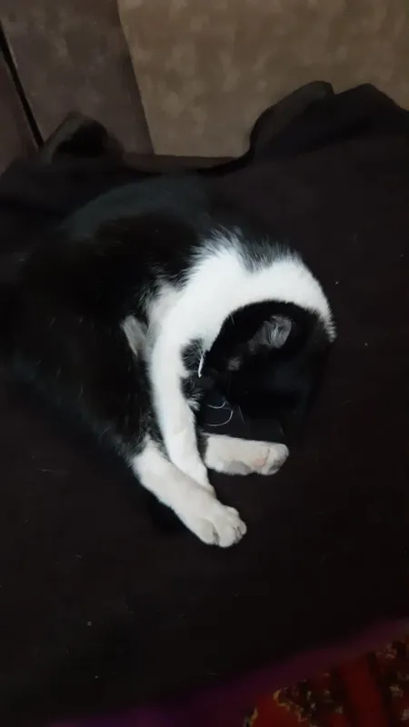 Котята в добрые руки. — фото 1