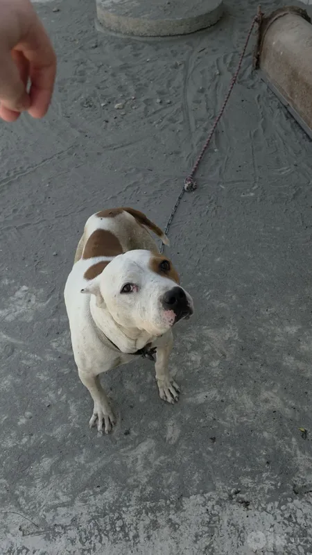 Pitbull 1.5 yosh 2 Pitbull 1.5 yosh 2