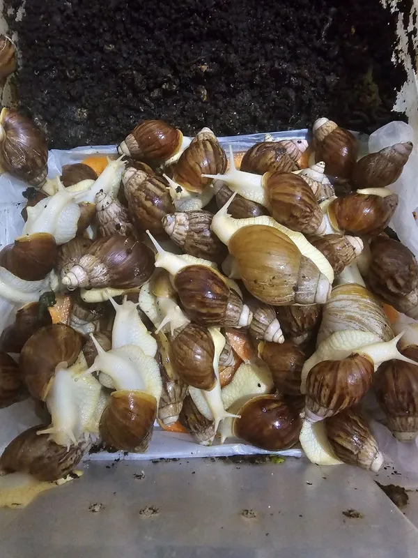 Срочно улитка продам 1