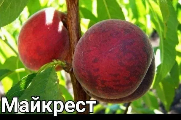SHOFTOLI kuchatlarini Eng yangi sortlari bor maykris Amerika Vinnus — фото 5