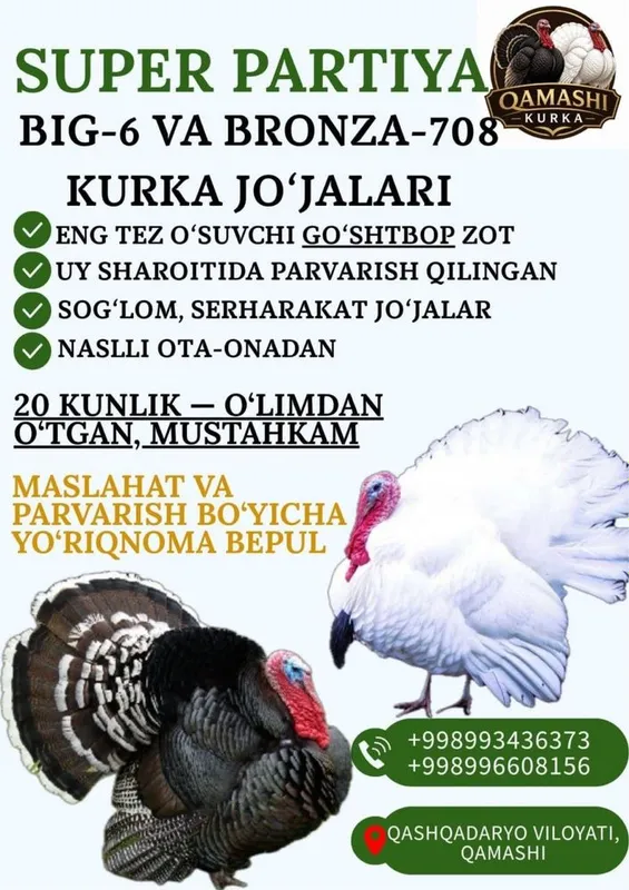 Big 6 Bronza Kurka joʻjalari 1 Big 6 Bronza Kurka joʻjalari 1
