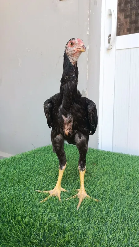 Joja xoroz sotiladi 4